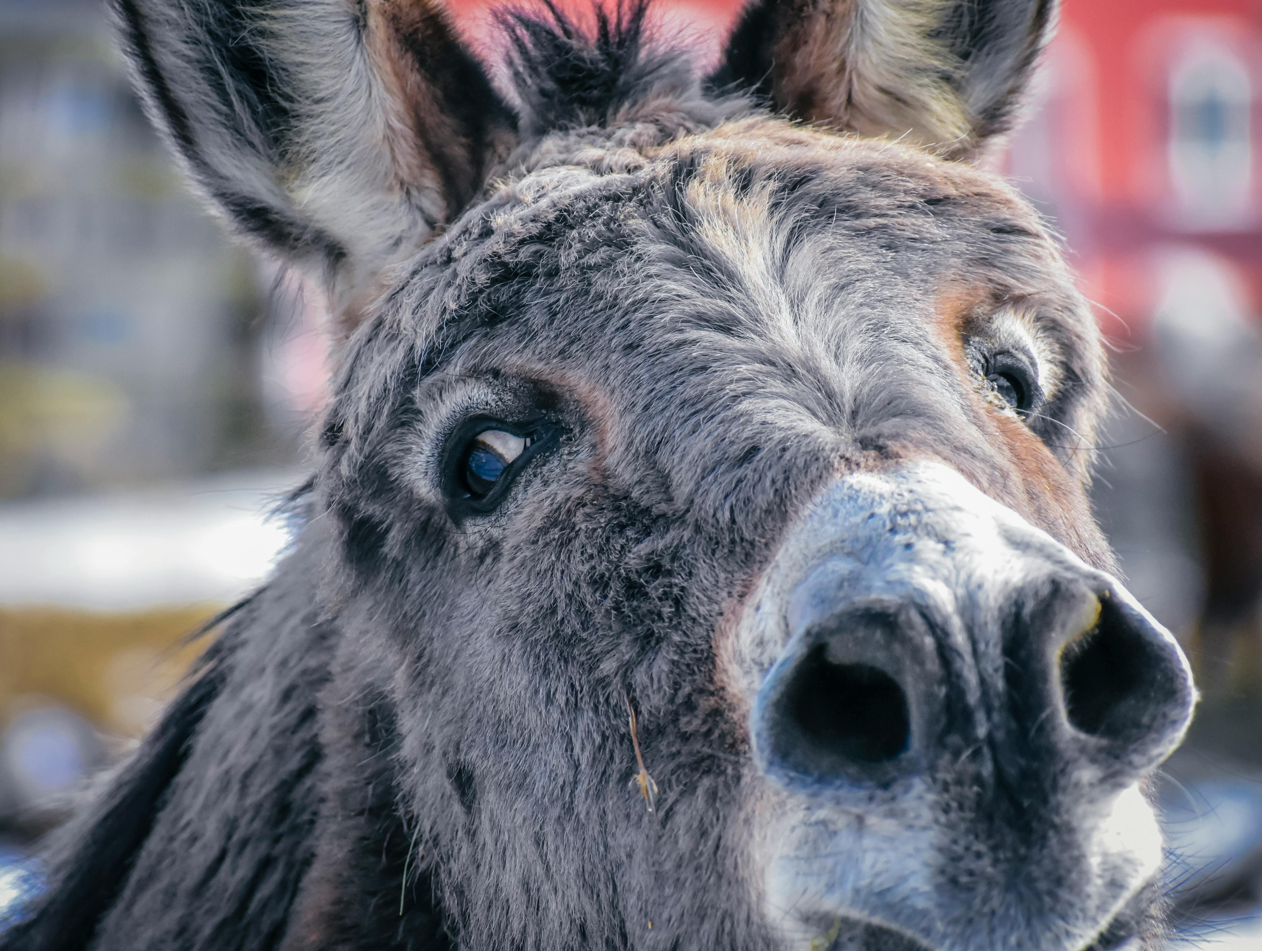 A suspicious-looking donkey glancing to the left of the camera.